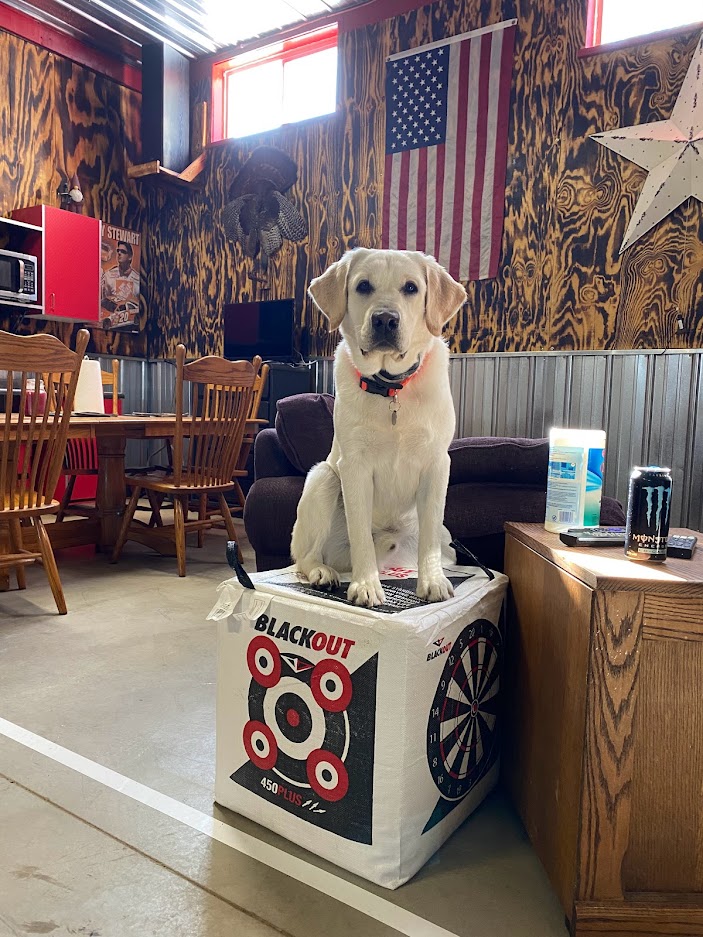 yellow lab on top of blackout target